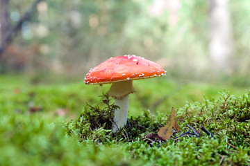 Fly Agaric mushroom Amanita muscaria