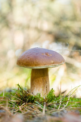 Tasty Boletus mushroom