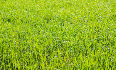 image of rice field on day time