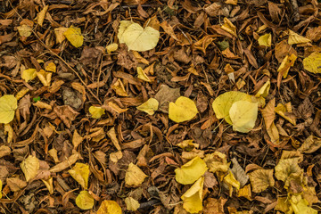 herbstliche Texture