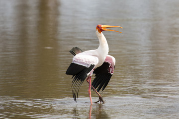 Two Yellow billed storks fight for domination of territory at da