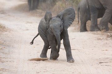 Young elephant play on a road and family feed nearby