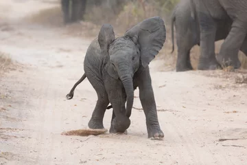 Photo sur Plexiglas Éléphant Un jeune éléphant joue sur une route et nourrit la famille à proximité