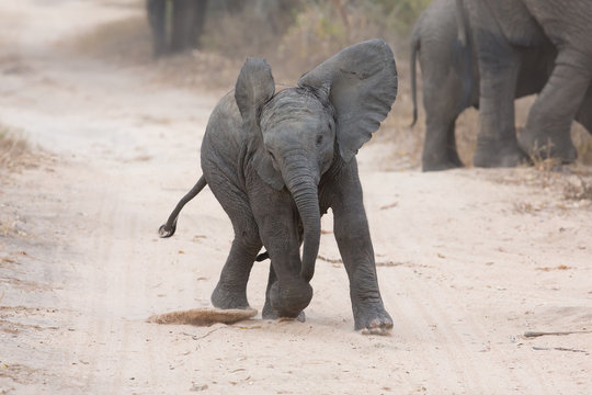 Fototapeta Young elephant play on a road and family feed nearby