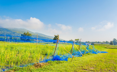 Obraz na płótnie Canvas Farm rice cultivation.