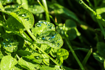 dew drops on green leaves of clover