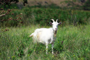 Goat on meadow