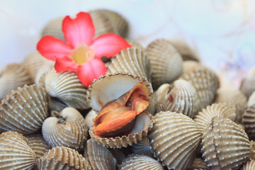 cockles with pink flowers