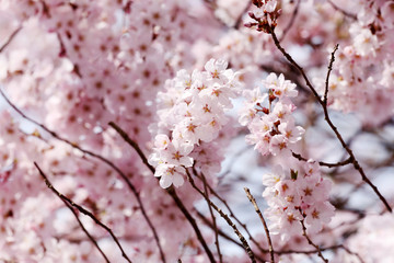 Sakura flower or cherry blossoms.