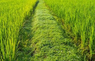 image of rice field on day time
