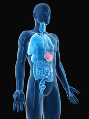 medically accurate illustration of the spleen