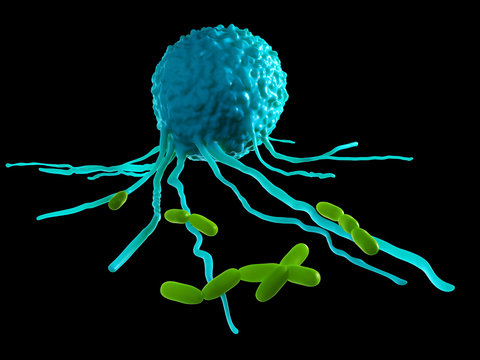 medically accurate illustration of a leucocyte attacking bacteria
