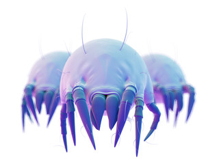 medically accurate illustration of some common dust mites