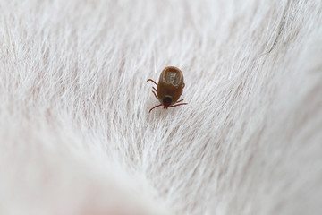 Big Ticks on a dog.