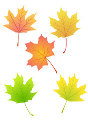 Naklejka na ściany i meble maple autumn leaves 