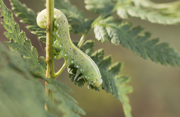 Cimbicidae larva