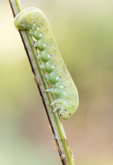 Cimbicidae larva