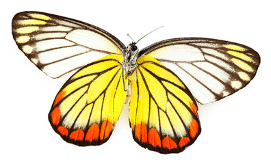 Colorful butterfly isolated on white
