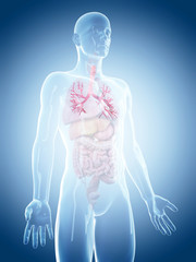 medically accurate illustration of the bronchi