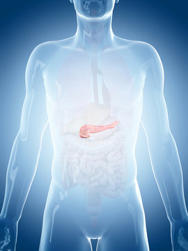 medically accurate illustration of the pancreas