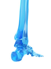 medically accurate illustration of the foot bones