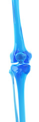 medically accurate illustration of the skeletal knee