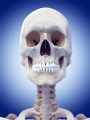 medically accurate illustration of the skull and neck