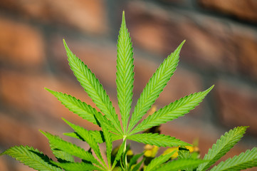 Detail of marijuana leaf with the brick background