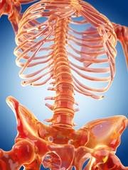 glass skeleton illustration - the lumbar spine