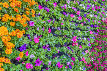 Fototapeta premium Various color flower background wall