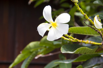 Obraz na płótnie Canvas Plumeria Flower