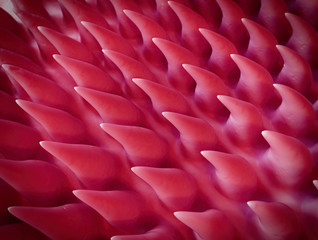 Obraz premium SEM style illustration of the tongue surface