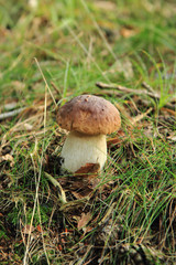 edible wild mushroom