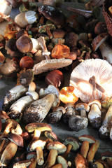 autumnal mushrooms collection