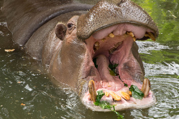 805 - hippopotamus