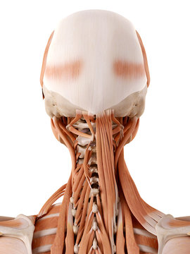 medically accurate anatomy illustration - neck muscles