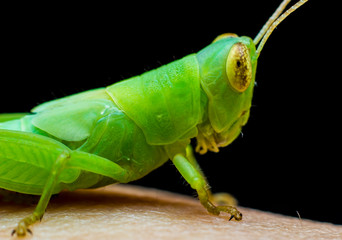 green grasshopper