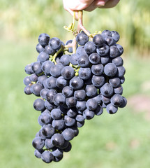 Merlot, Rotweinsorte, Merlot Noir, Bordeaux, Rotwein