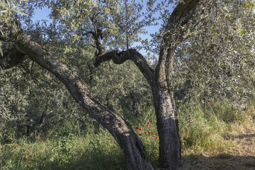 Fototapeta na wymiar Anchiano, district of Vinci, landscape with olive trees, Tuscany, Italy