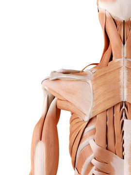 medically accurate anatomy illustration - shoulder muscles