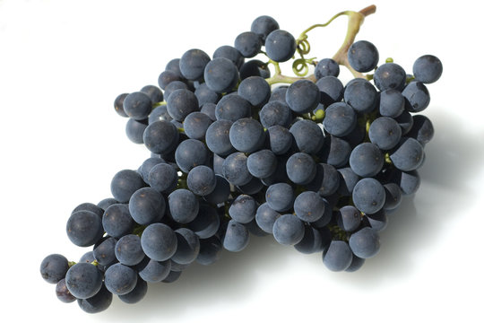 Merlot, Rotweinsorte, Merlot Noir, Bordeaux, Rotwein