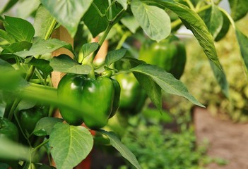 Green pepper