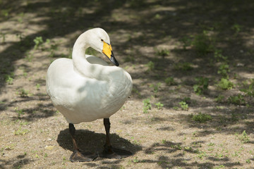 White swan stands