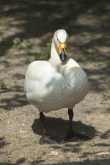 Whooper