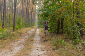 Obraz premium Hiker trying to reach wild rowan-berry in forest