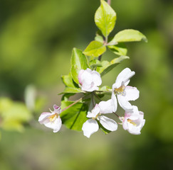 Obraz na płótnie Canvas flowers on apple tree in nature