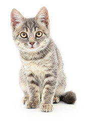 Kitten on a white background