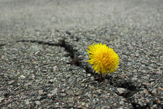 Fototapeta Löwenzahn im Asphalt
