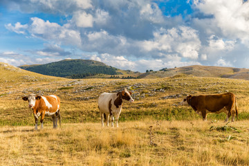 Fototapeta na wymiar Cows grazing on the plateau in the Abruzzo (Italy)