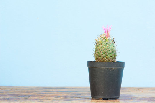 Cactus in flower pot on wood table